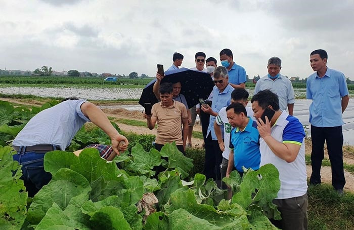 Huyện Đầm Hà khảo sát kinh nghiệm sản xuất, tiêu thụ nông sản của Hải Dương